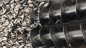 How to Start a Fishmeal & Fish Oil Plant in Morocco