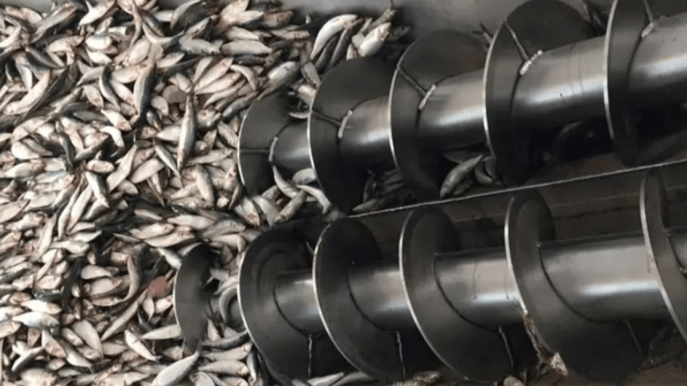 How to Start a Fishmeal & Fish Oil Plant in Morocco