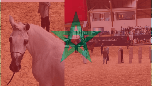 How to Start a Horse Breeding Business in Morocco