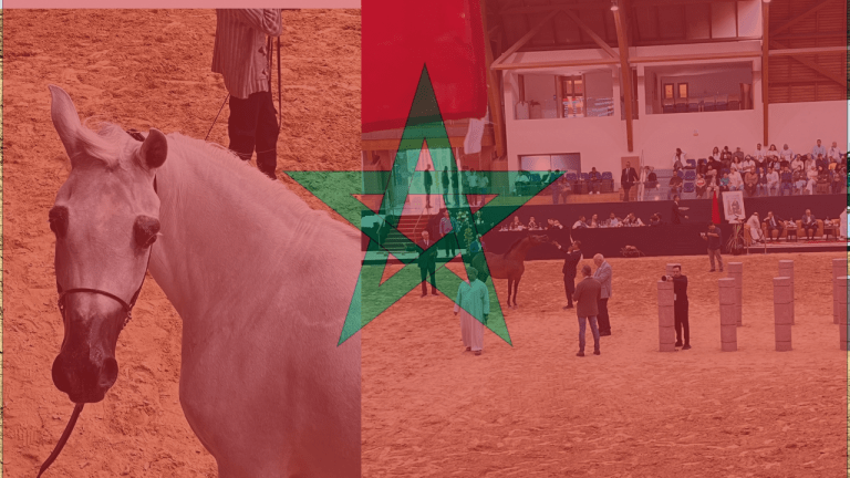 How to Start a Horse Breeding Business in Morocco