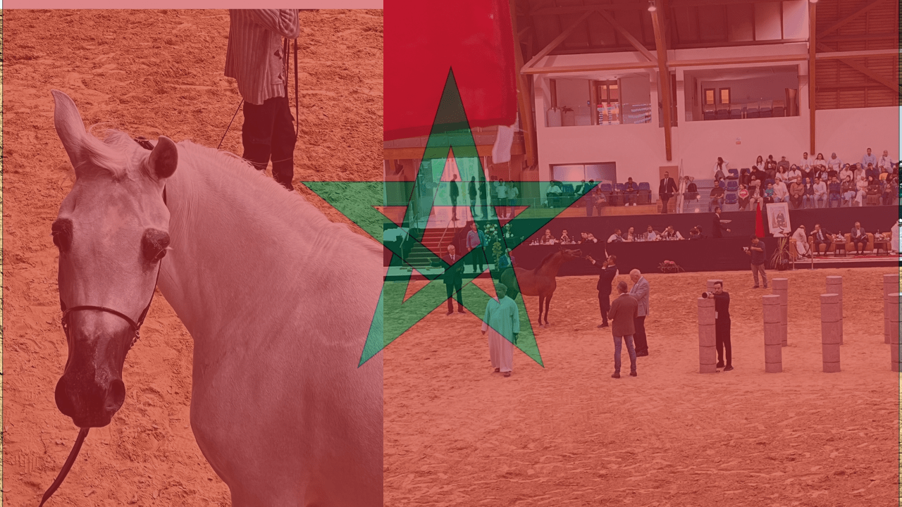 How to Start a Horse Breeding Business in Morocco