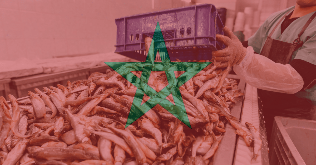 Morocco Fish Business Investment